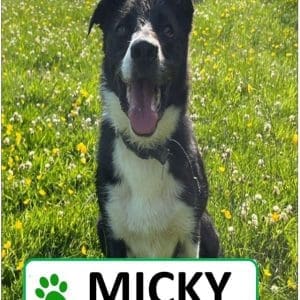 Micky Sponsorship Pack