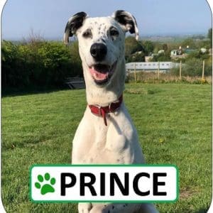 Prince Sponsorship Pack
